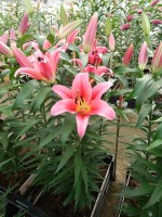 [5171 Muscat No01.JPG]